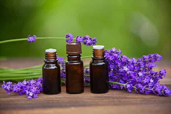 خرید و قیمت اسطوخودوس کوهی اعلا + فروش عمده
